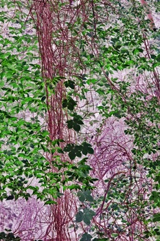 N 011C